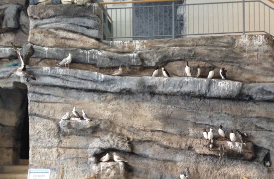 Waloseum Vogelausstellung